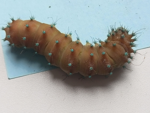 Giant Peacock Moth
