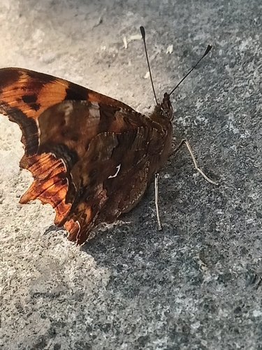 European Comma