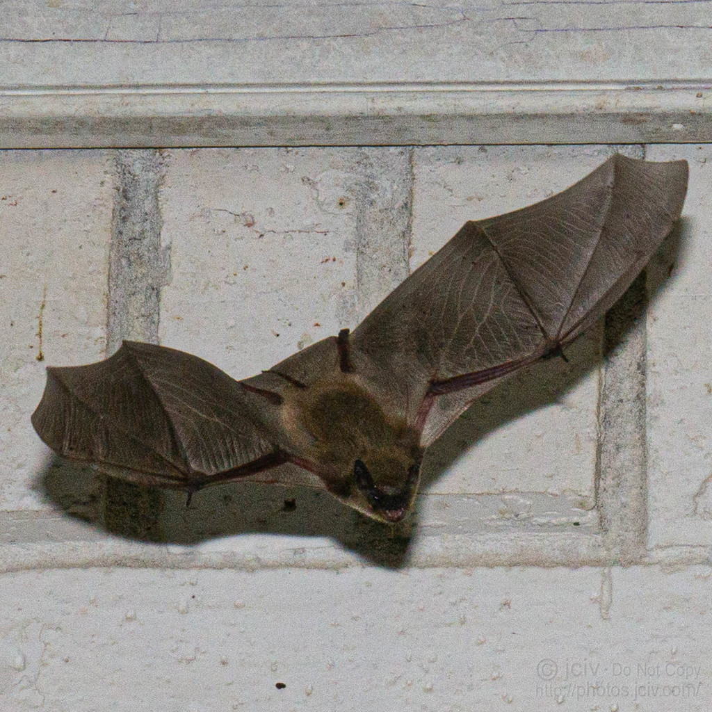 Vesper Bats from Emerald Point on April 26, 2020 at 1030 PM by Joseph