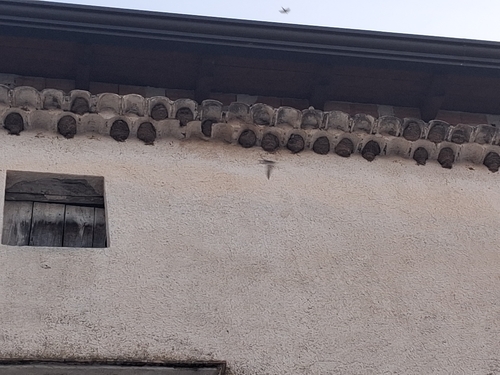 Western House Martin