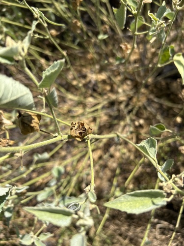 Berlandier's Indian Mallow