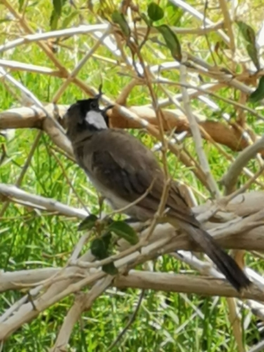 White-eared Bulbul