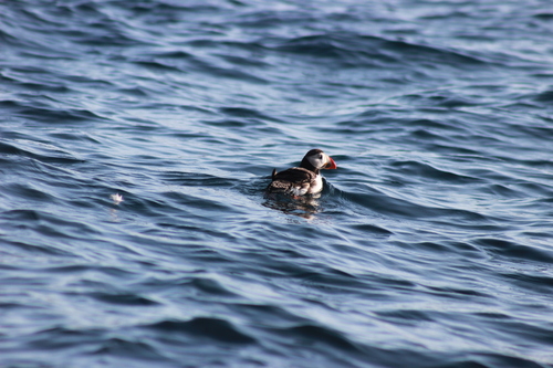 Atlantic Puffin