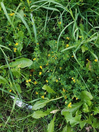 sickle alfalfa