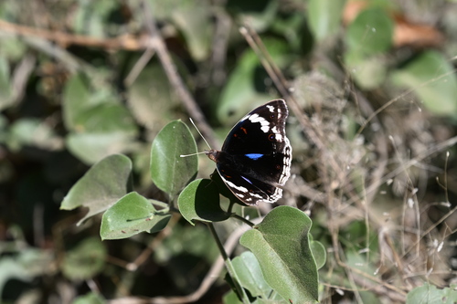 Blue-spot Pansy