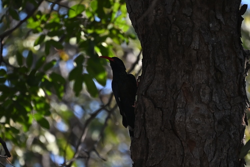 Green Woodhoopoe
