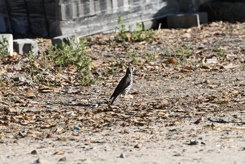 Groundscraper Thrush