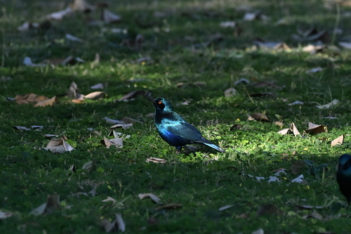 Greater Blue-eared Starling