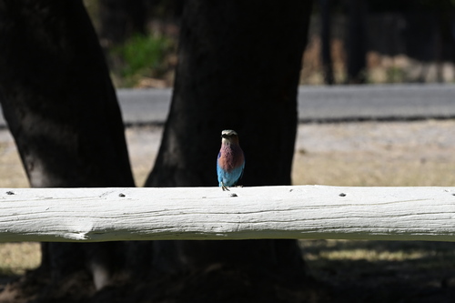 Lilac-breasted Roller