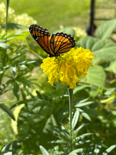 Viceroy