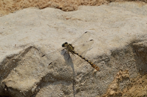 Small Pincertail