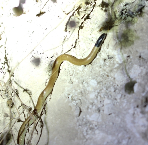 Black-headed Ground Snake