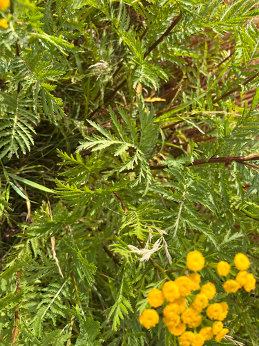 Common Tansy