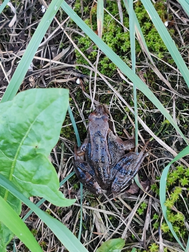 Moor Frog