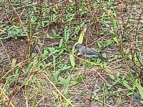 Pileated Finch