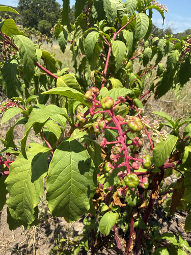 American pokeweed