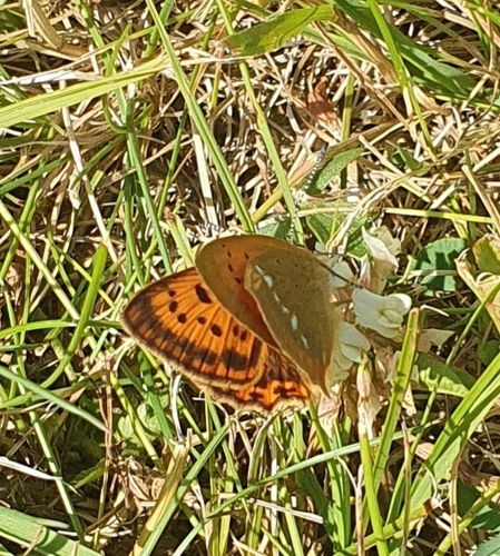 Scarce Copper