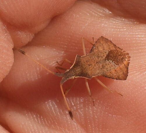 Rhombic Leatherbug