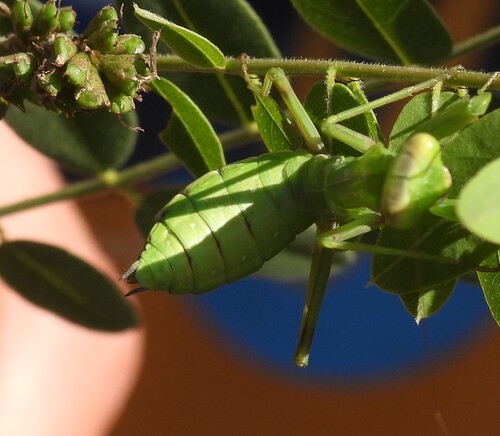 Transcaucasian Giant Mantis