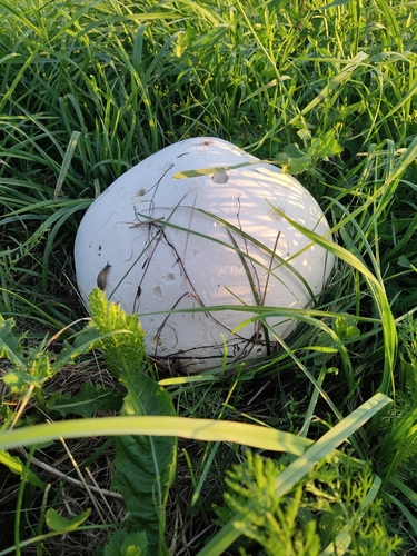 giant puffball