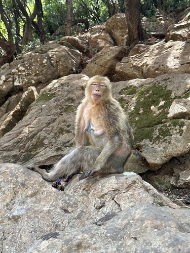 Barbary Macaque