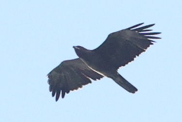 Wahlberg's Eagle