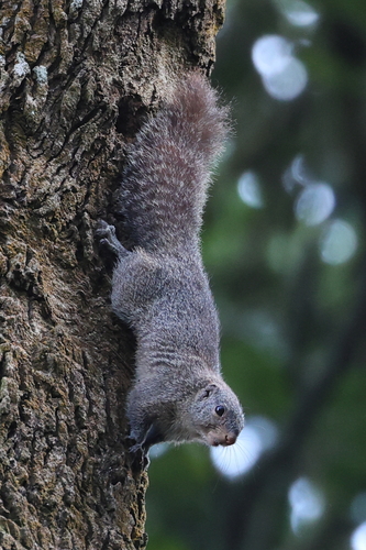Mutable Sun Squirrel
