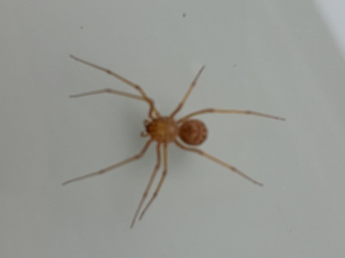 Scytodes univittata