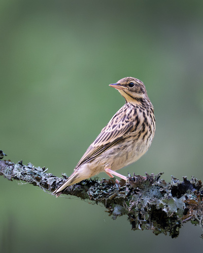 Tree Pipit