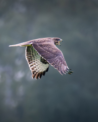 Common Buzzard