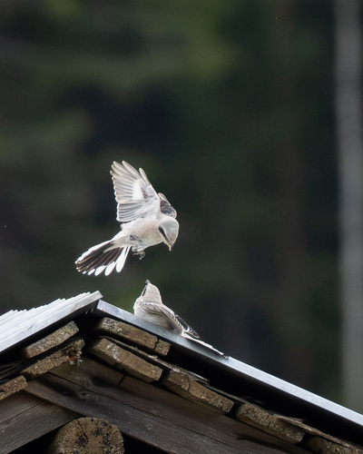 Great Gray Shrike