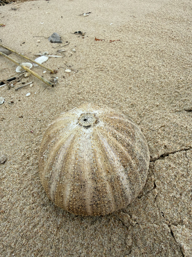 Collector Urchin