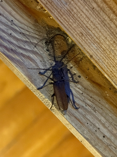 Rust Pine Borer