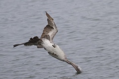California Brown Pelican