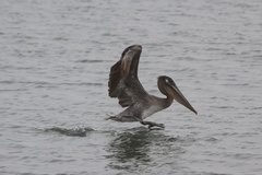 California Brown Pelican