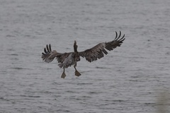 California Brown Pelican