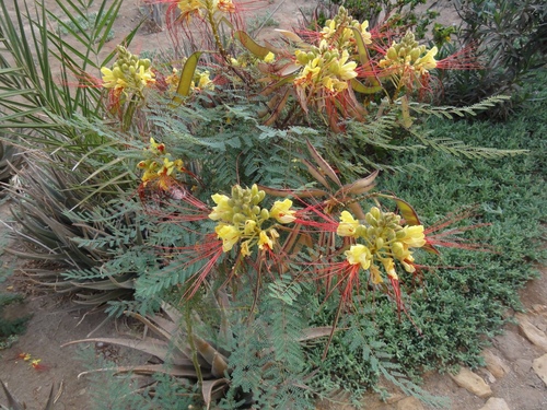 yellow bird-of-paradise shrub