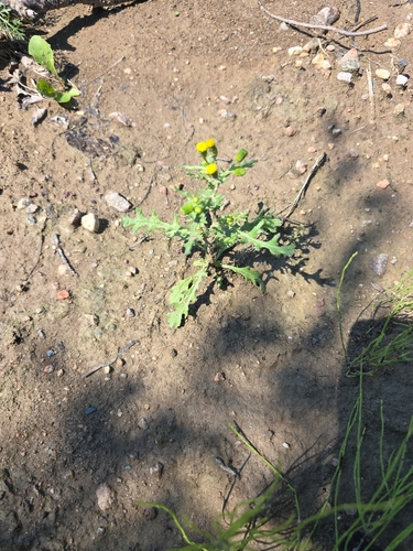 common groundsel