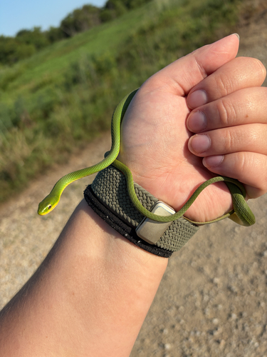 Rough Greensnake