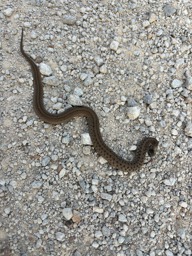 DeKay's Brownsnake