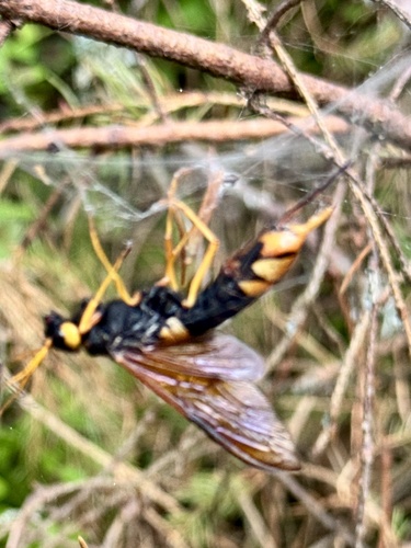 Giant Woodwasp