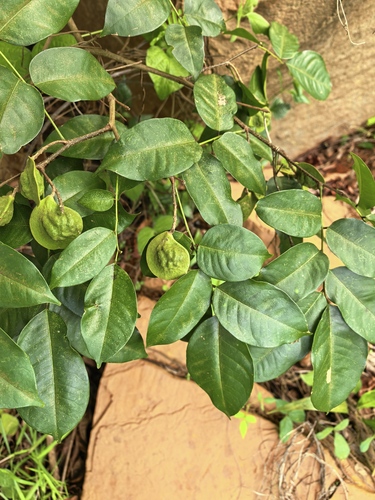 Pterocarpus santalinoides