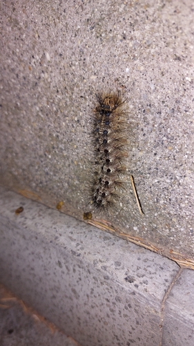 Spongy Moth