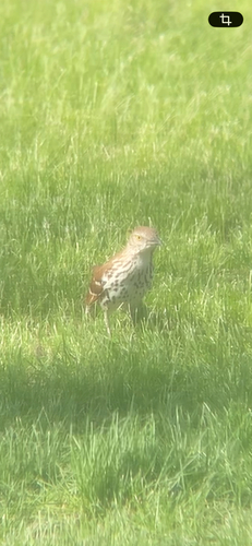 Brown Thrasher