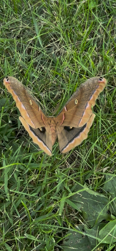 Polyphemus Moth