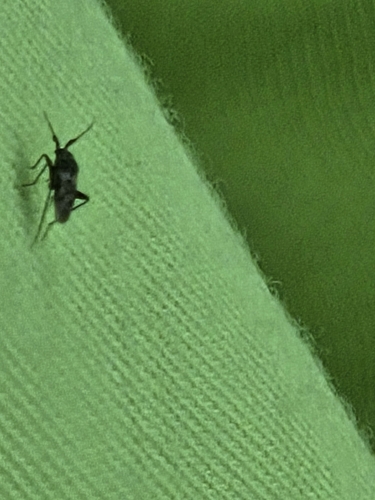 White-marked Fleahopper