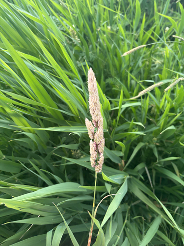 reed canary grass