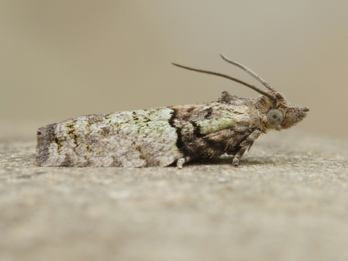 Epinotia nuotrauka