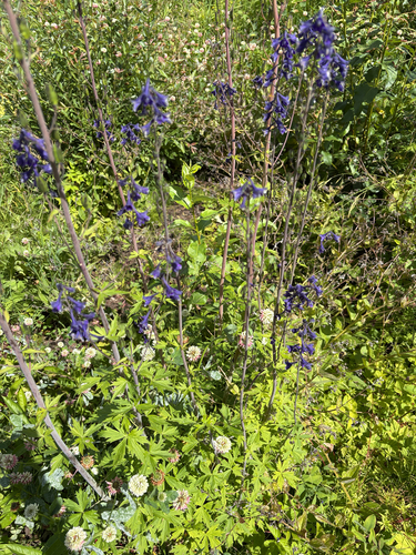 Sierra larkspur