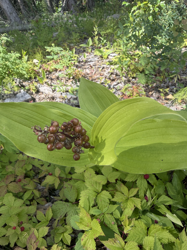 Solomon's plume